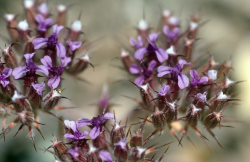 Hernandez spineflower inflorescence, Clear Creek Management Area (San Benito Co.). Photo © June 7, 2013 Chris Winchell. Hernandez spineflower inflorescence, Clear Creek Management Area (San Benito Co.). Photo © June 7, 2013 Chris Winchell.